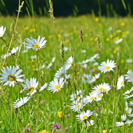 Apartman Woferllehen Berchtesgaden